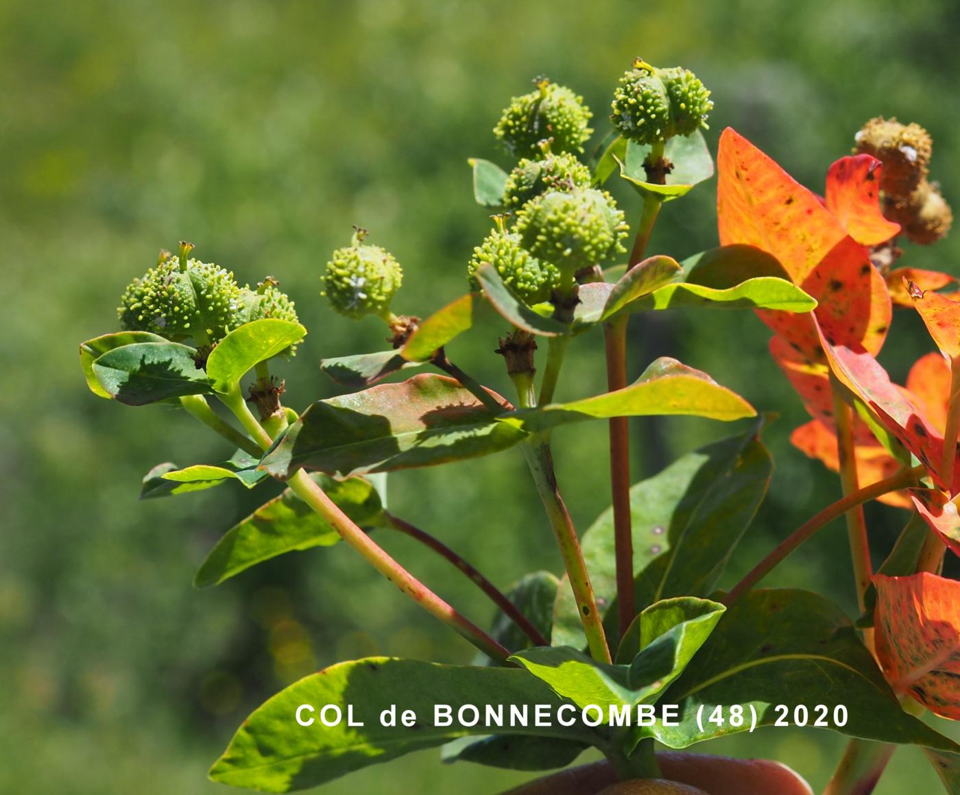 Spurge, Irish fruit